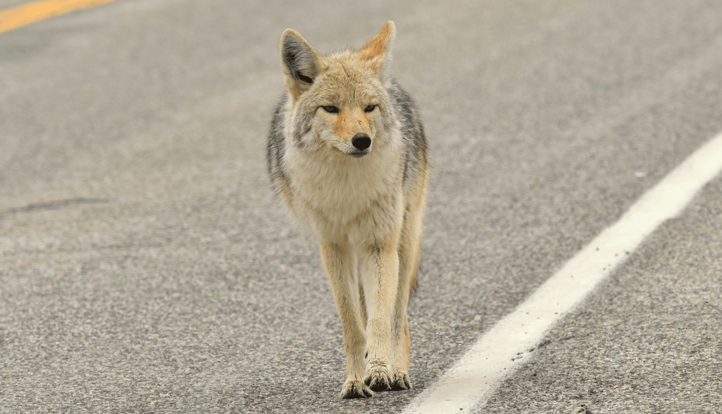 Coyote Advisory (1)